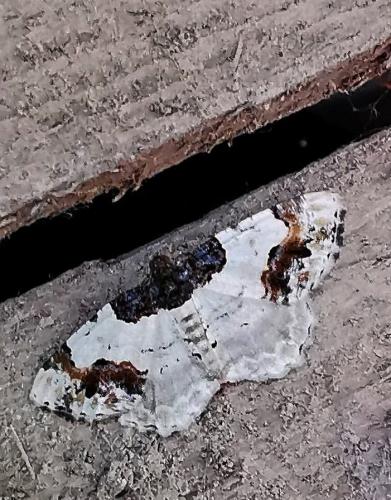 Réf. 334 351 : Ligdia adustata